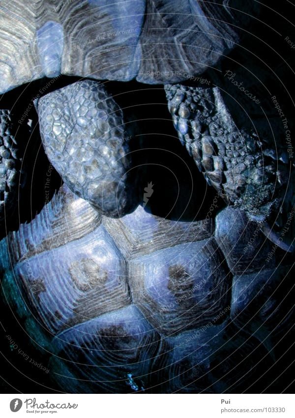 blue love Turtle Animal Dark Blue Armor-plated Nature