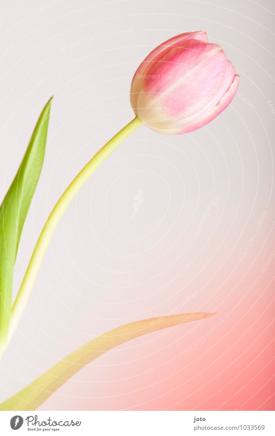 tulipa Senses Mother's Day Birthday Plant Spring Flower Leaf Blossom Tulip Blossoming Fragrance Pink Uniqueness Idyll Life Pure Beautiful Surprise Transience