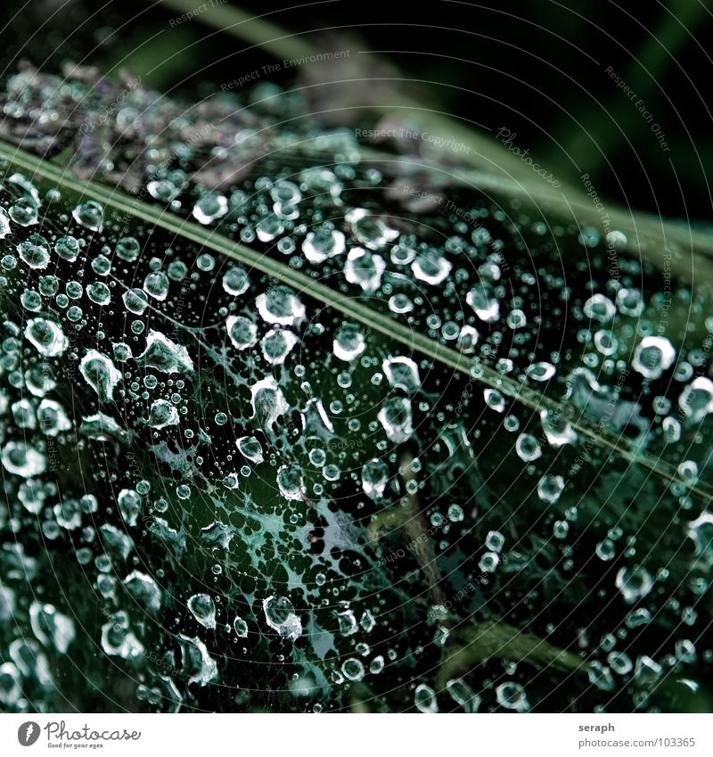 Caught Drops Drops of water Spider's web Reflection Grass Blade of grass Pearl necklace Fluid Liquid Water Rainwater Dark Dew Wet Structures and shapes Abstract