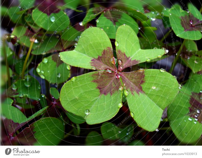 Lucky clover, clover, four-leaved, raindrop, forest soil Nature Plant Drops of water Rain Leaf Foliage plant Wild plant Compassion To console Attentive Sadness
