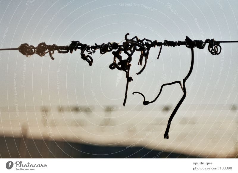 the wire's writing Wire Silhouette Vineyard Macro (Extreme close-up) Close-up Beautiful abstraction Sky Clarity Characters