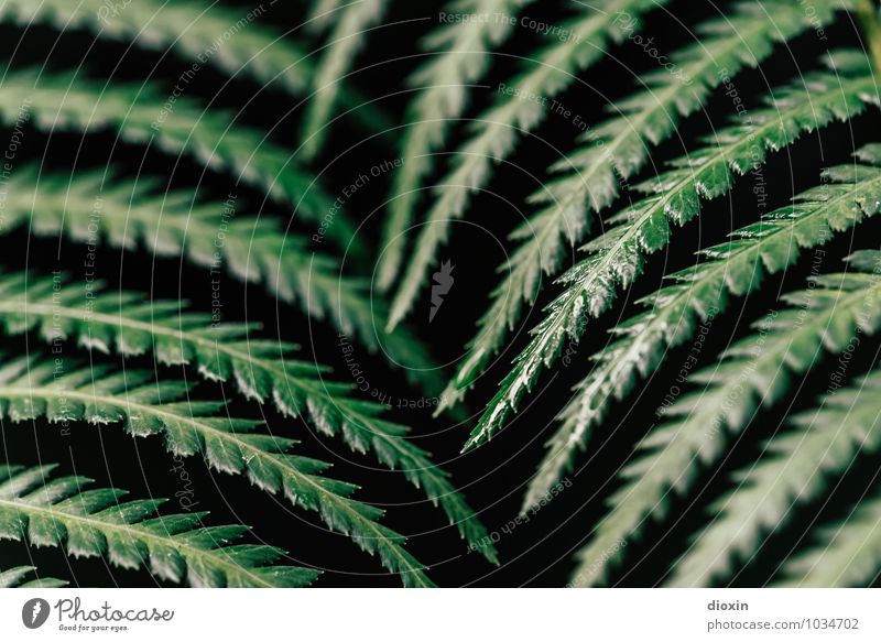 no deflection! Environment Nature Plant Fern Leaf Foliage plant Forest Virgin forest Growth Natural Colour photo Close-up Detail Deserted Blur