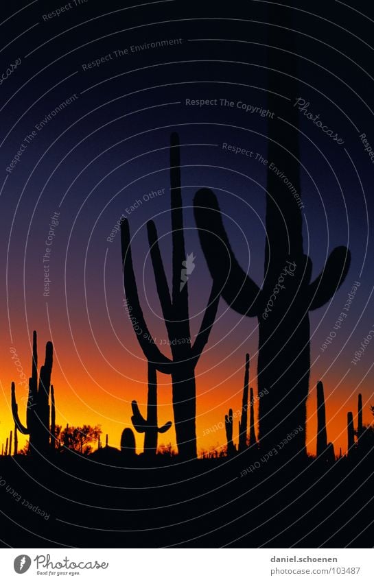 Wild West and howling coyotes Cactus Arizona Light Dusk Sunset Color gradient Mysterious Dramatic Eerie Night Dark Black Back-light Yellow Candelabra cactus