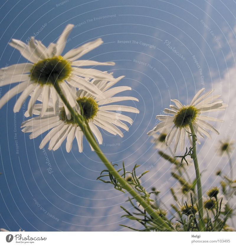 summery... Flower Blossom Chamomile Camomile blossom Blossoming Stalk Blossom leave Worm's-eye view Growth Clouds Meadow Wayside White Green Yellow