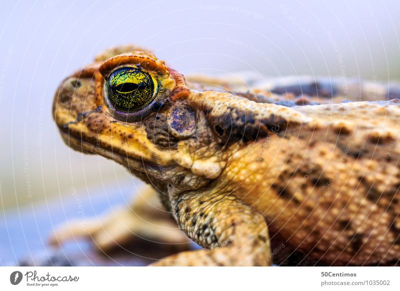 the toad in detail Animal Wild animal Frog Painted frog Reptiles 1 Observe Think Looking Colour photo Subdued colour Exterior shot Detail