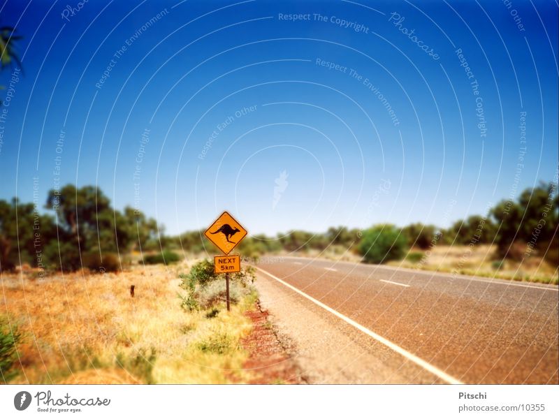 kangaroo shield Colour photo Exterior shot Deserted Day Shallow depth of field Sun Summer Beautiful weather Bushes Transport Traffic infrastructure Road traffic