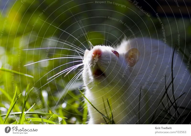 There's something in the air. Rodent Mammal Pet Rat White Albino Red Meadow Eyes