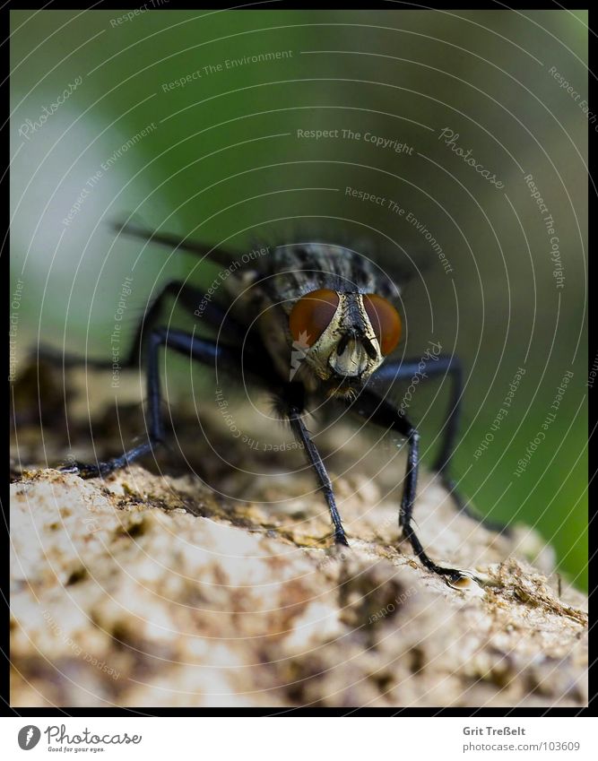 bow tie Annoy Bothersome Insect Summer Fly Flying Macro (Extreme close-up) Eyes