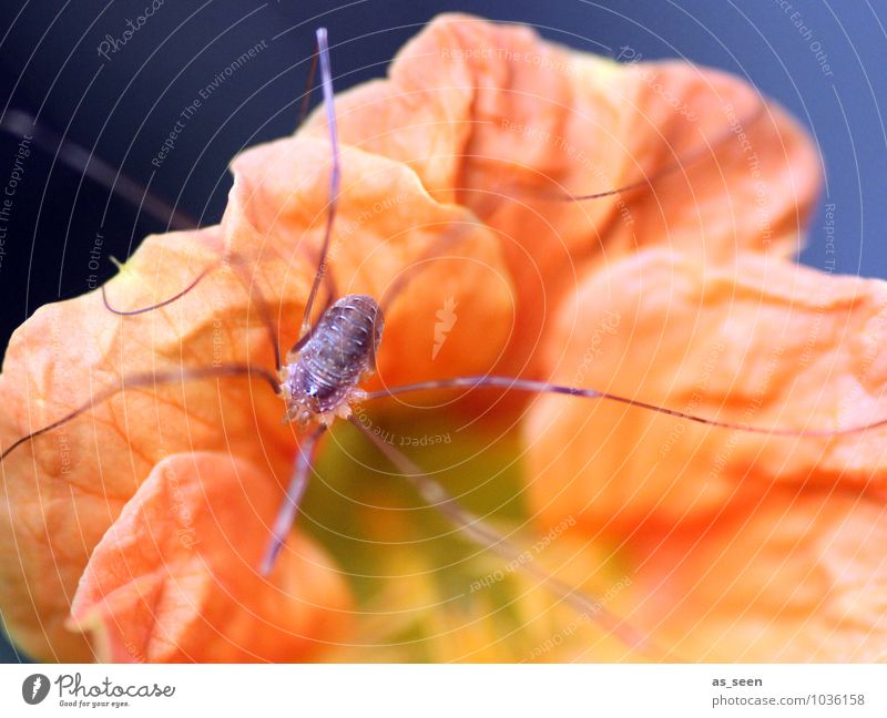 Spiderman Environment Nature Plant Animal Flower Sweet pea Blossom leave Animal face 1 Crawl Authentic Bright Small Curiosity Orange Spring fever Esthetic