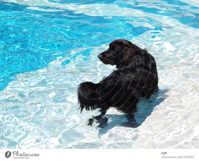 cooling down Physics Hot Swimming pool Cooling Curiosity Playing Expectation Dog Thirsty Black Pelt Loyalty To go for a walk Obey Lop ears Nose Puppydog eyes
