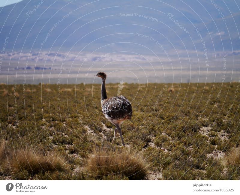 bouquet Nature Landscape Meadow Field Mountain Desert Animal Wild animal Bird Ostrich 1 Movement Walking Elegant Free Adventure Bolivia South America