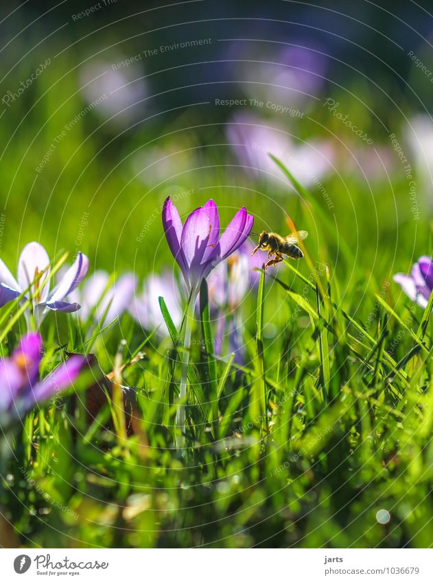 when wird´s once again...... Environment Nature Plant Animal Sunlight Spring Summer Beautiful weather Flower Grass Meadow Wild animal Bee 1 Blossoming Flying