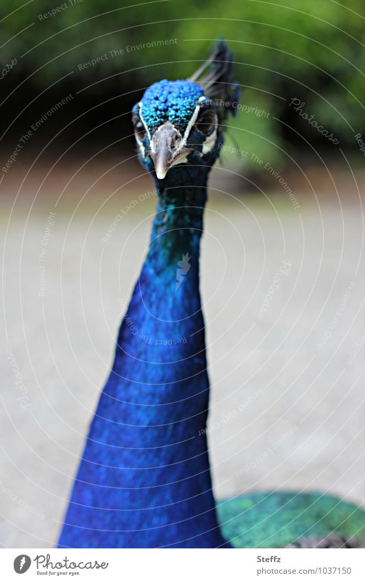 I like peanuts. Peacock Peacock Neck tame peacock Be confident Bird Long-necked Looking Peacock portrait Beak Crazy inquisitorial Animal Queer fish long neck