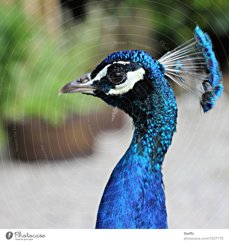 headdress Peacock Headdress Posture Queer fish cool guy Feather headdress Long-necked Crazy Cool Mohawk hairstyle Peacock portrait Peacock Neck