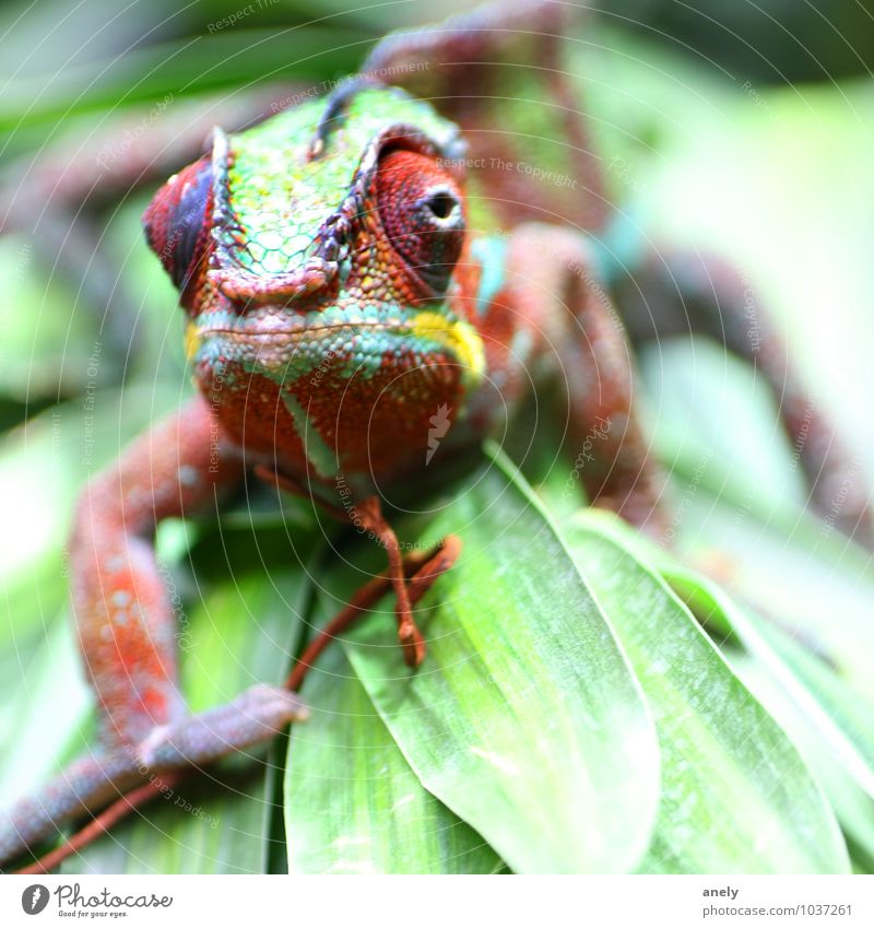 camo suit Nature Plant Leaf Wild animal Chameleon 1 Animal Happiness Virgin forest Vacation & Travel Tropical Eyes Multicoloured Scales Colour Green Exotic
