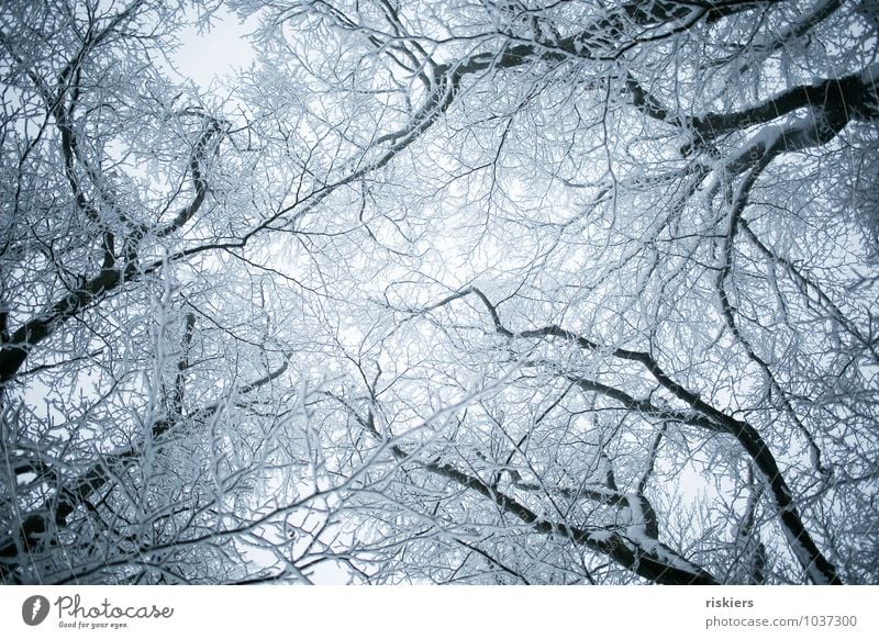 frozen forest ii Environment Nature Plant Winter Weather Ice Frost Snow Snowfall Tree Forest Esthetic Threat Cold Beautiful Gloomy Blue Calm Purity Longing