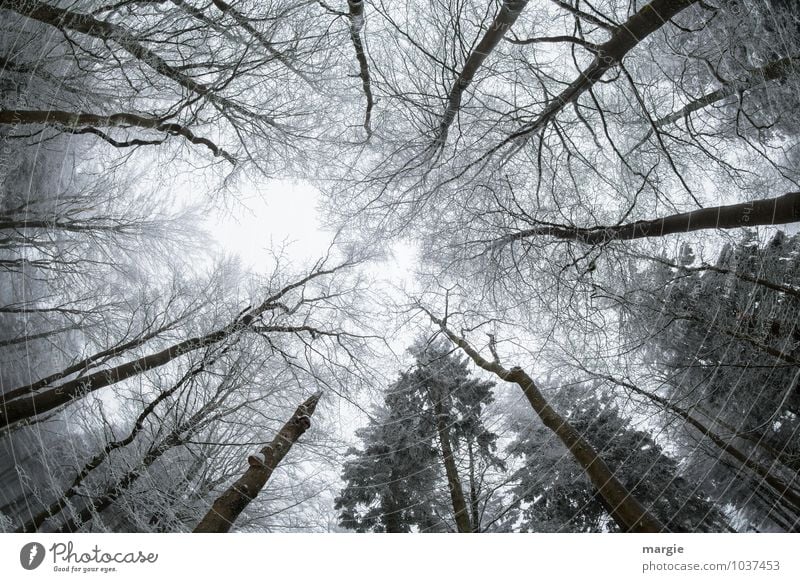 The trees grow skywards Environment Nature Plant Animal Sky Winter Climate Weather Ice Frost Snow Tree Leaf Coniferous trees Branch Twigs and branches Forest