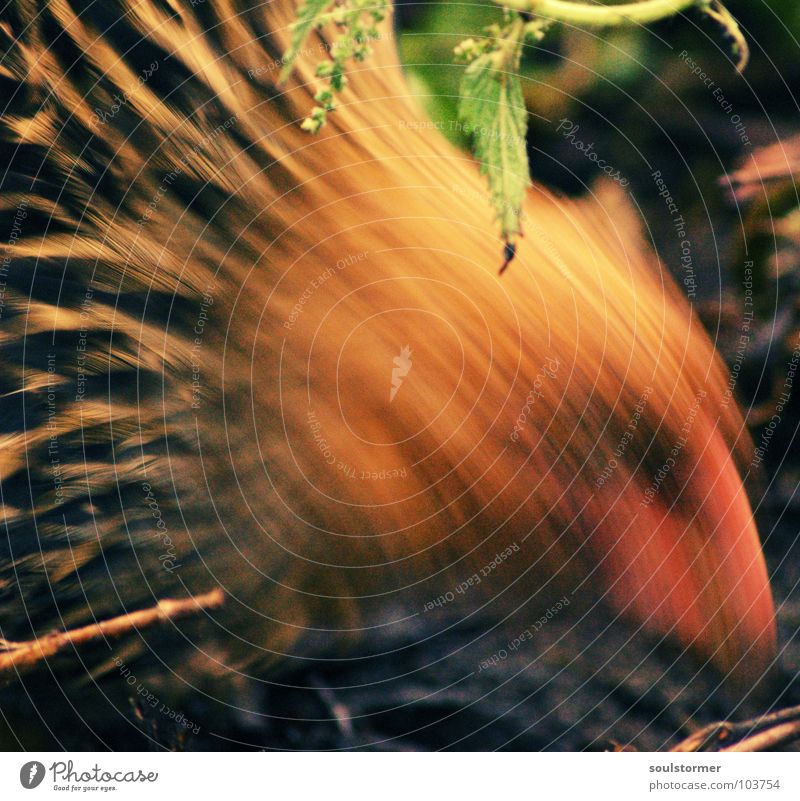 grasp one's food Barn fowl Animal Rooster Nutrition Grain Blur Motion blur Bird Egg Food Close-up Feather Earth Movement