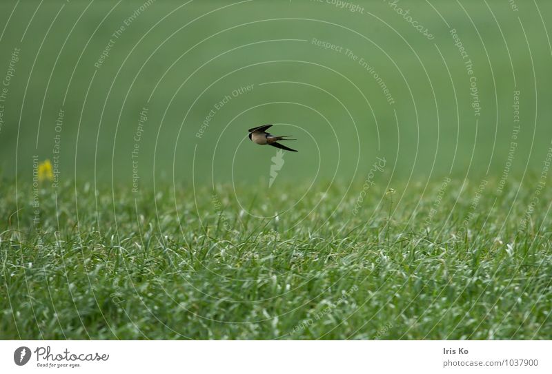 A swallow doesn't make a summer yet. Environment Nature Landscape Plant Animal Summer Grass Meadow Wild animal Bird Wing Swallow 1 Flying Free Natural Speed