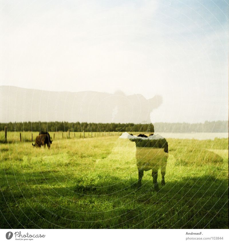 cattle Cow Cattle Green Analog Medium format Double exposure Calf Agriculture Field Pasture Beef Mammal Americas Landscape Ghosts & Spectres  Shadow