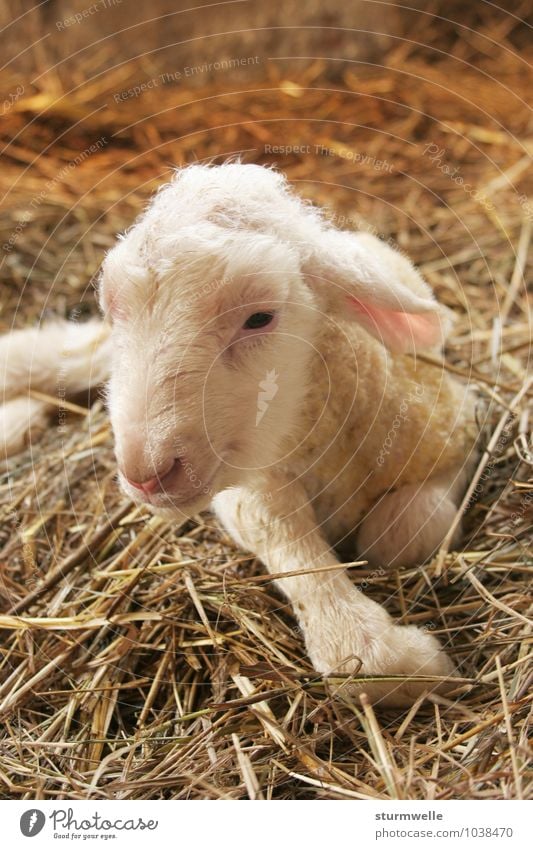 Hello, there I am! - Lamb shortly after birth Animal Pet Farm animal Pelt Sheep 1 Baby animal Observe Discover Smiling Lie Friendliness Small Cute Positive