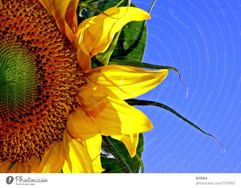 The sun in the garden Sunflower Flower Blossom Blossom leave Kernels & Pits & Stones Yellow Sky blue Gaudy Back-light sunflower cores Blue Contrast