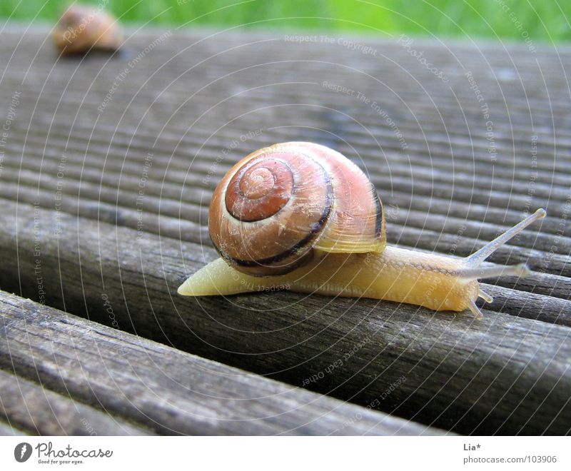 Treading new paths Snail shell Feeler Crawl Slow motion Border Barrier Conquer Animal Reptiles Slimy Gain favor Mucus Slowly Racecourse Break Goodbye Small Cute