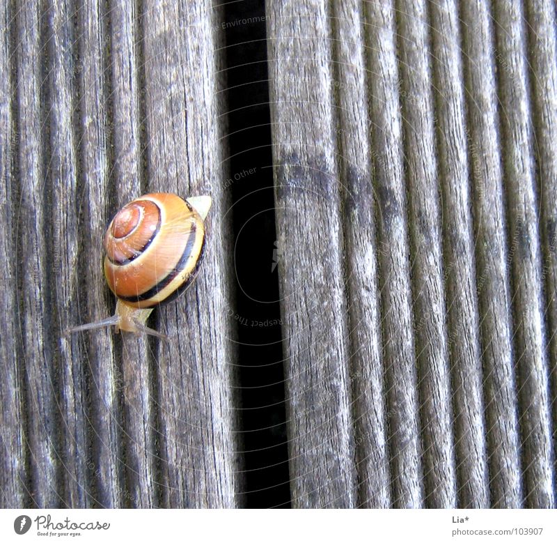 cross borders Animal Reptiles Snail shell Border Exceed Crawl Feeler Barrier Small Cute Tracks Mucus Macro (Extreme close-up) Close-up Lanes & trails Bridge