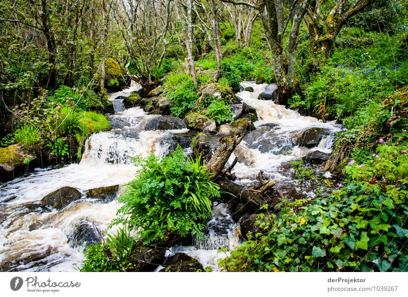 White water stream in the greenery Vacation & Travel Tourism Trip Freedom Mountain Hiking Environment Nature Landscape Plant Animal Elements Spring Bad weather