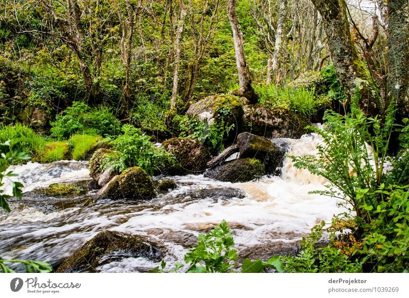 Ancient brook with mossy forest Environment Nature Landscape Plant Animal Elements Spring Bad weather Tree Grass Moss Wild plant Forest Virgin forest Waves