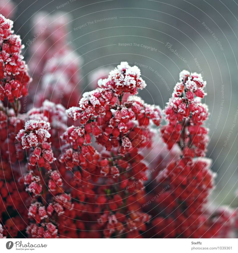 first frost in autumn garden Ornamental Heather Heathland Domestic Erica calluna calluna vulgaris bell heath Frozen cold snap onset of winter