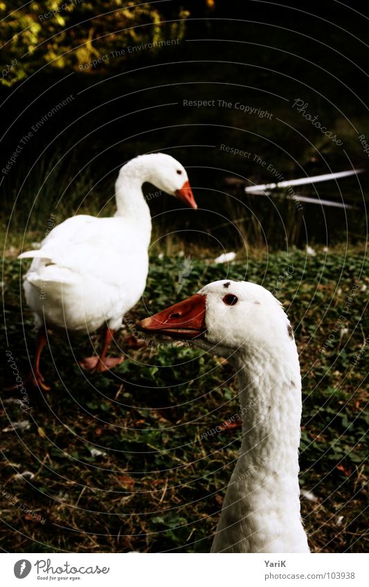 geese of death Goose White Bird Pond Body of water Meadow Grass Foraging Beak Red Green Dark Neck Feather Water Coast Lawn Search Looking Orange contrast Eyes