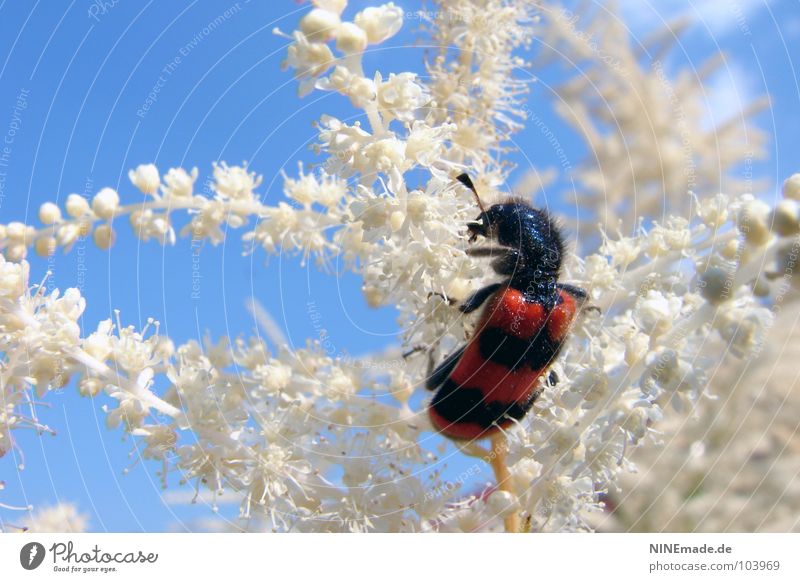 little PuschelWuschel Red Black White Sky blue Leg of a beetle Disheveled Blossom Plant Insect Crawl Summer Beautiful weather Bushes Blur Striped Cute Sprinkle