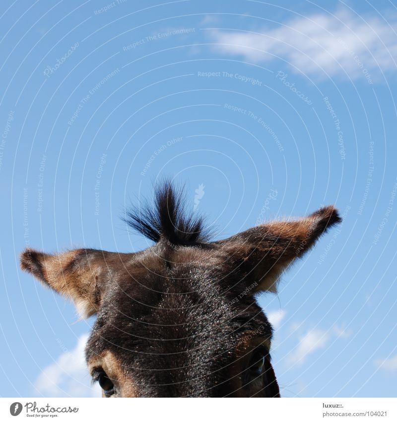 Donkey Punky Horse Part Puppydog eyes Innocent Curiosity Hair and hairstyles Mane Services Mammal Bangs Ear long ears Looking standing hairstyle tufts Wait