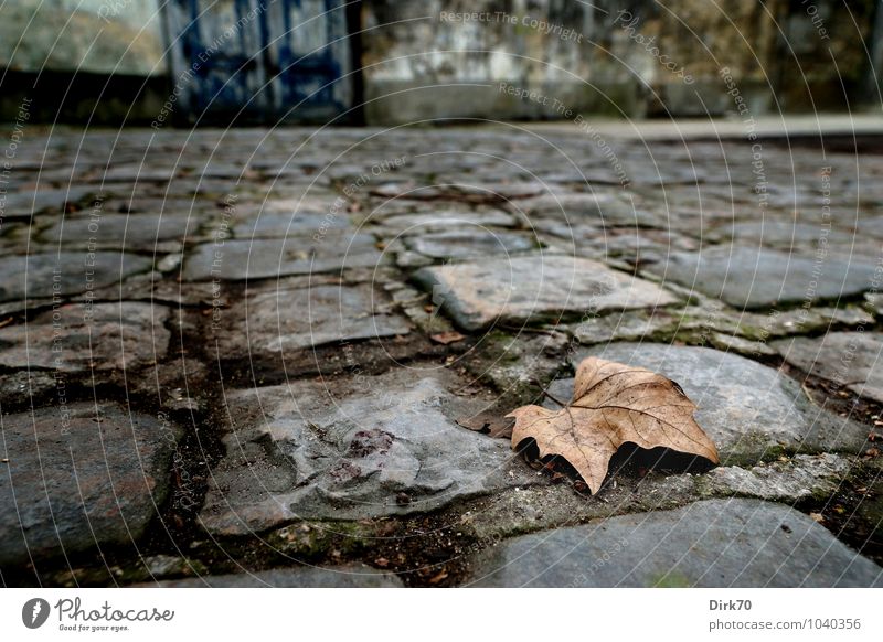 Treading warily on Rilke's paths Environment Nature Autumn Leaf Autumn leaves Maple leaf Maple tree Paris Downtown Deserted Wall (barrier) Wall (building) Door