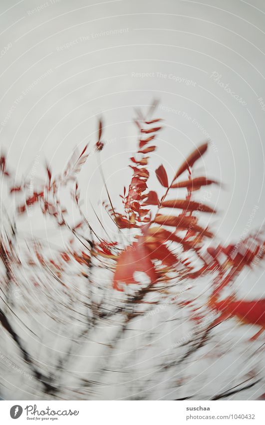 twist Sky Autumn Gale Tree Leaf Art Twigs and branches Colour photo Subdued colour Exterior shot Experimental Abstract Pattern Deserted Copy Space top
