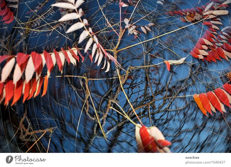 leaf series ... 4 Art Environment Nature Air Sky Autumn Gale Tree Leaf Exceptional Blue Red Surrealism Rotate Dynamics Twigs and branches Bright Colours