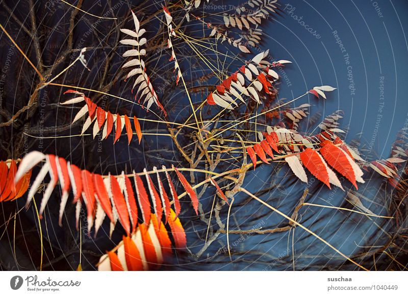 leaf series ... 5 Art Environment Nature Sky Autumn Gale Leaf Exceptional Exotic Wild Blue Red Surrealism Twigs and branches leaves Dark Colour photo