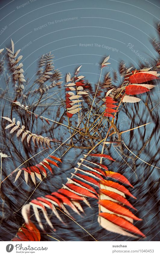 leaf series ... 6 Art Environment Nature Sky Autumn Tree Exceptional Wild Blue Red Surrealism Leaf Twigs and branches Rotation Colour photo Multicoloured