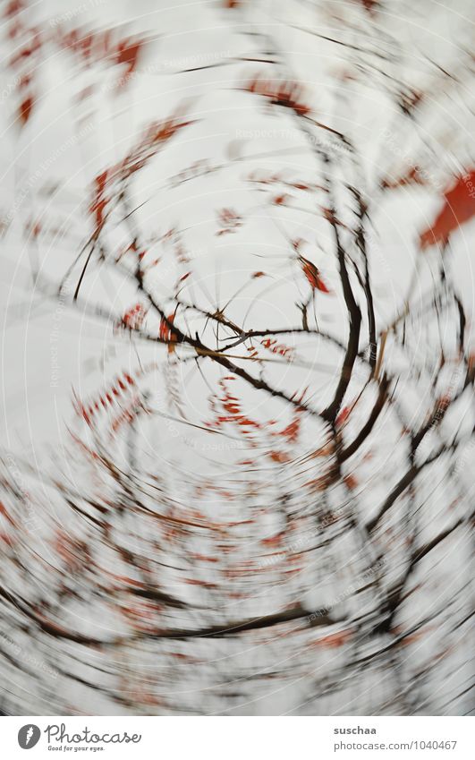 Another twist. Environment Nature Air Sky Autumn Flower Gray Red Rotate Branch Twig Leaf Dynamics Colour photo Subdued colour Exterior shot Experimental