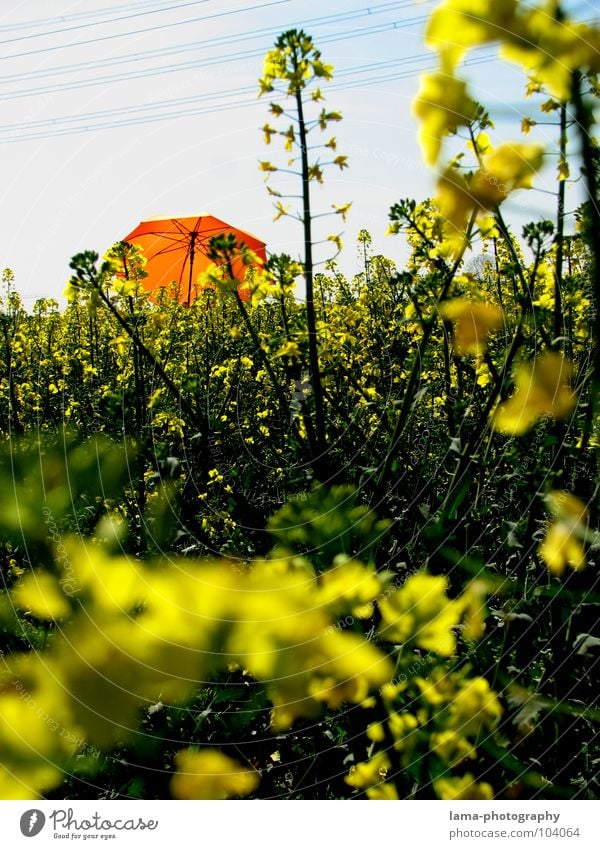 rapeseed forest To enjoy Sunbathing Calm Dream Lie Summer Canola Canola field Field Meadow Agriculture Spring Jump Ear of corn Yellow Flower Relaxation