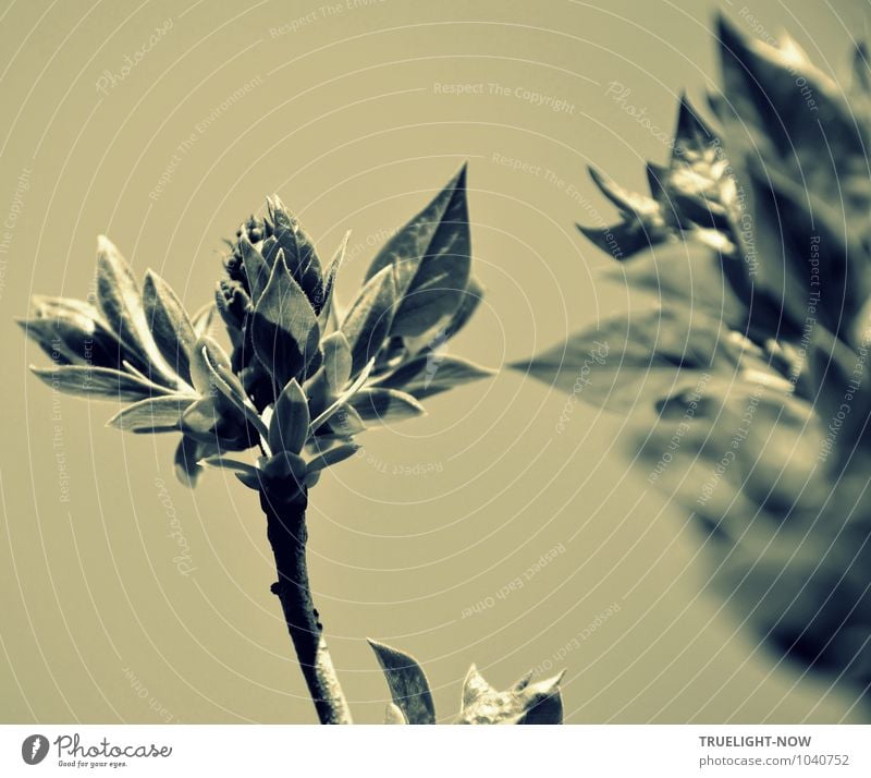 Retro | Homage à Karl Blossfeldt (1928) Art Work of art Sculpture Environment Nature Plant Elements Cloudless sky Spring Beautiful weather Bushes Leaf Blossom