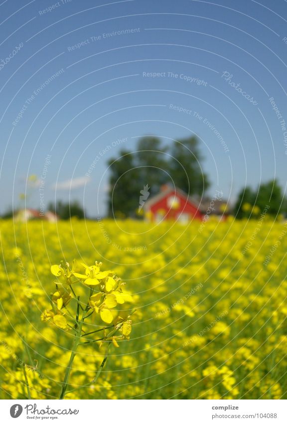 blue, green, red and yellow II Canola Scandinavia Finland House (Residential Structure) Field Vacation & Travel Farm Canola field Summer Summer vacation Horizon