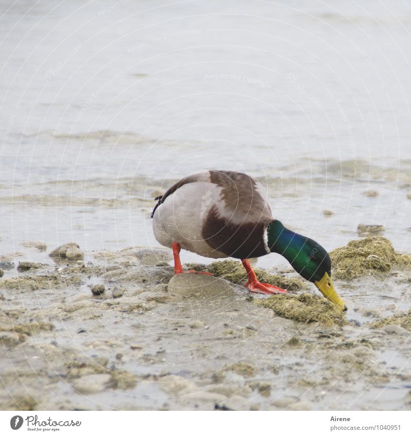 AST 7, "This is where I lost the contact lens." Lakeside Animal Bird Duck Drake waterfowl 1 Curiosity Multicoloured Gray Diligent Avaricious greedily Search