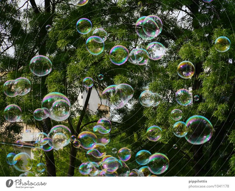 bubbles Tree Soap bubble Movement Catch Flying Playing Dream Fluid Free Happiness Glittering Positive Round Multicoloured Green Joy Joie de vivre (Vitality)