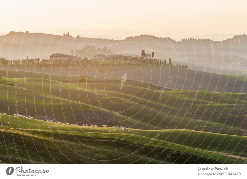 Sheep grazing on the Tuscan field in the setting sun. Beautiful House (Residential Structure) Nature Landscape Animal Sky Clouds Horizon Tree Grass Meadow Hill