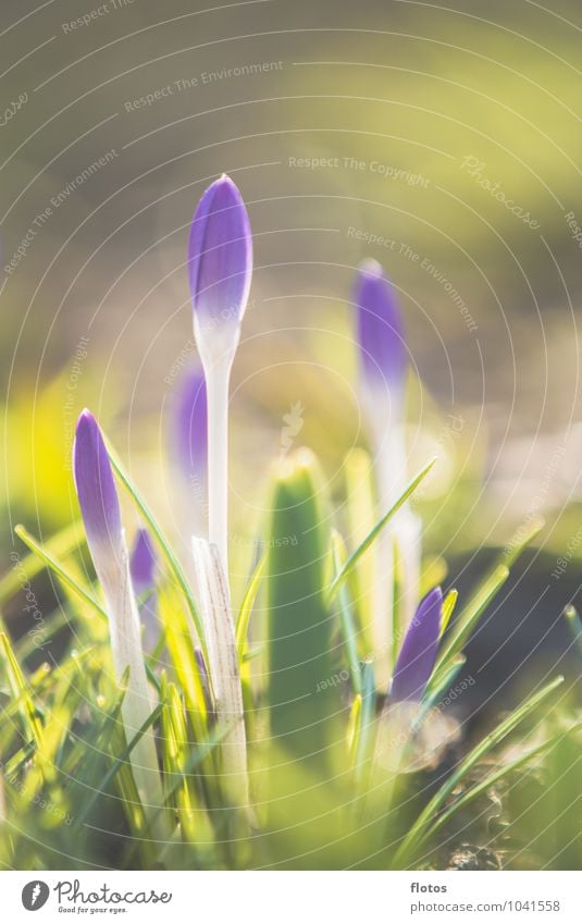 All spring or what? Nature Plant Sunlight Spring Beautiful weather Flower Grass Blossom Wild plant Meadow Natural Yellow Green Violet White Crocus Colour photo