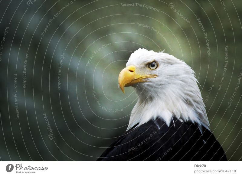 eagle eye Forest Animal Wild animal Bird Bird of prey Eagle Bald eagle Feather 1 Sign Heraldic animal USA Observe Hunting Looking Aggression Esthetic