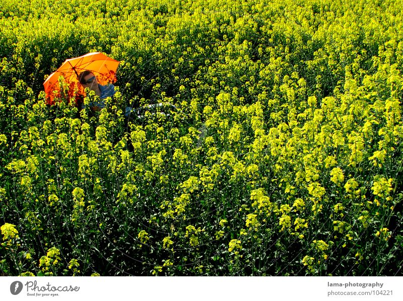 Chill out To enjoy Sunbathing Calm Dream Lie Summer Canola Canola field Field Meadow Agriculture Spring Jump Ear of corn Yellow Flower Relaxation