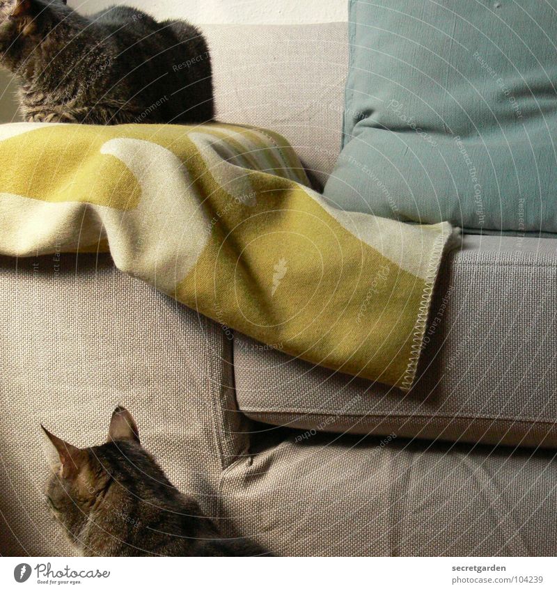 in one direction Sofa Cat Hang Striped Cloth Green Bilious green Wool Physics Covering Cuddly Cuddling Gray Cozy Slouch Television Material Living room